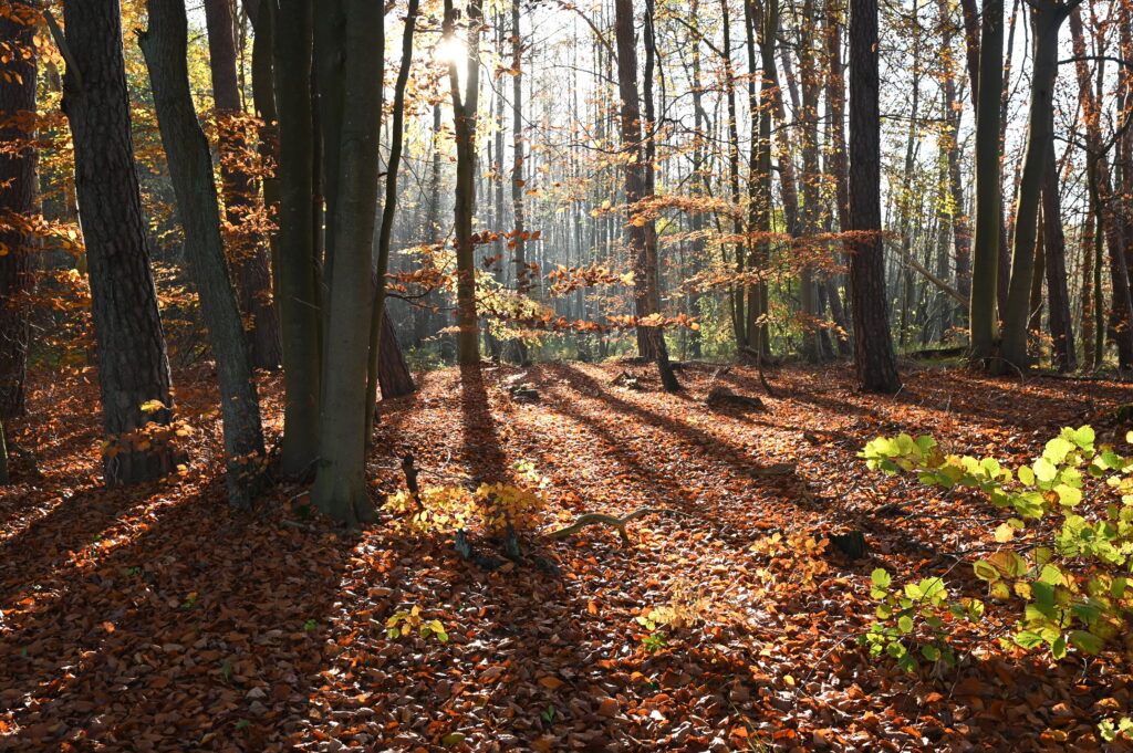 Home athmosphaere herbst1